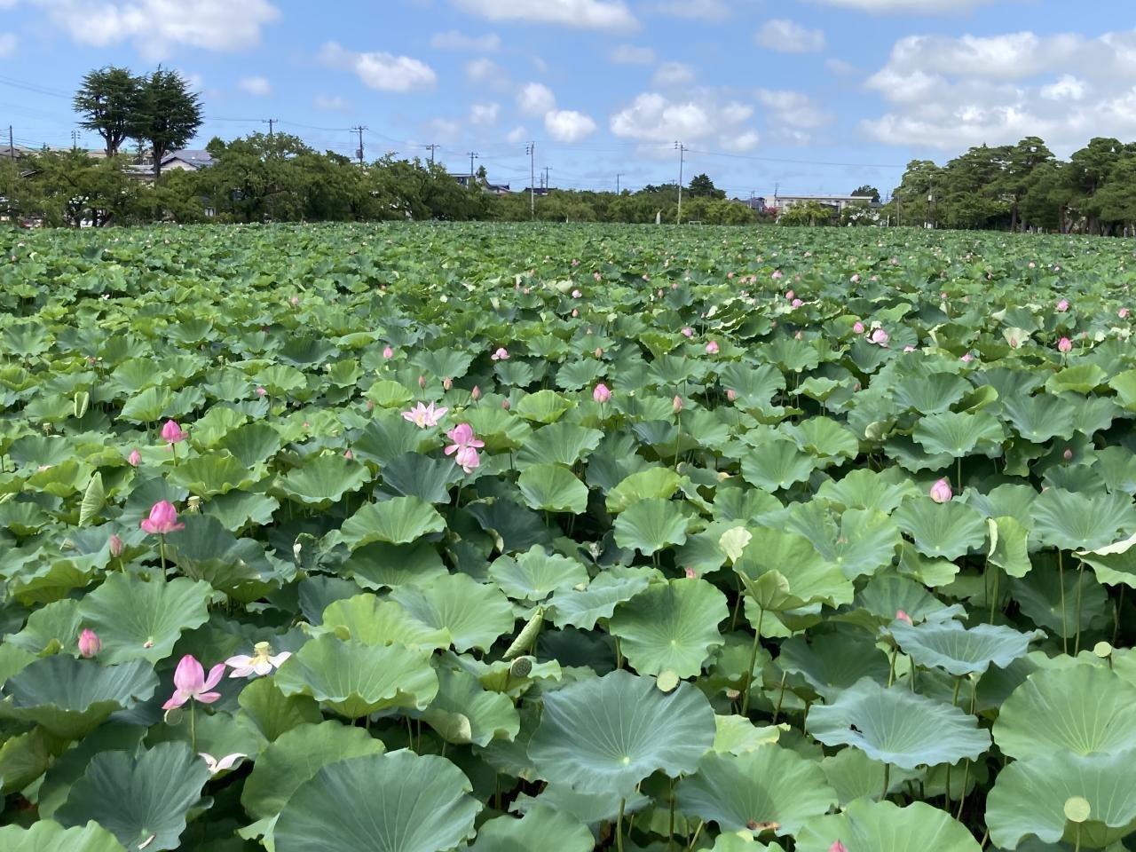 高田公園蓮